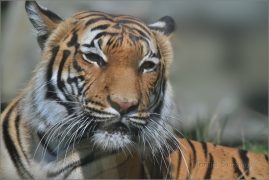 <p>TYGR MALAJSKÝ (Panthera tigris jacksoni) ZOO Ústí nad Labem</p>